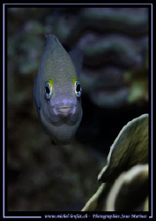 Face to Face with this small DamselFish... Just love the ... by Michel Lonfat 